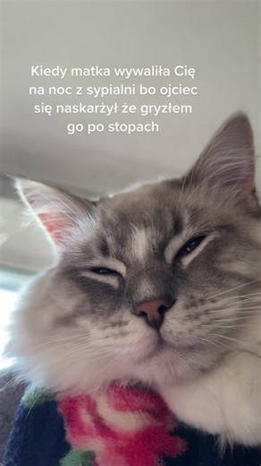 Fluffy Gray Cat Relaxing in a Sunny Indoor Setting
