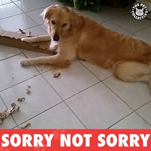 4M views · 33K shares | It wasn't me: | The Pet Collective | Facebook