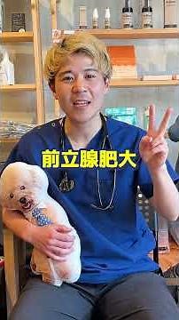 ワンちゃんの避妊去勢のメリットデメリット#犬 #愛犬 #獣医師 #避妊去勢