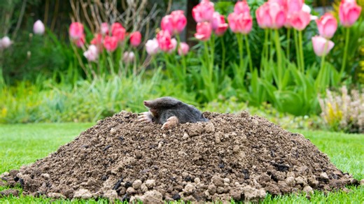 How to repair mole damage on your lawn (and tips to keep them from coming back)