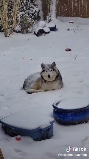 Bring your dog's inside they might get cold. #Husky #Winter #cold #outside #doggo
