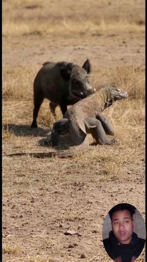 Komodo Dragon vs Wild Boar Intense Wildlife Encounter in the Wild
