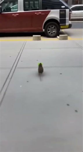 🐀 The REAL Reason Rats Steal Food in Grocery Stores