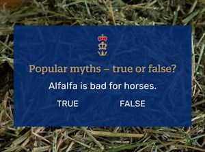 Fact: Quality alfalfa hay is a nutrient-dense hay with higher protein & calories than most grass hays. It’s also generally lower in NSC (starch/sugar) compared to grass hay. This makes it ideal as part of a forage diet for horses with higher protein needs like hard keepers, performance horses, breeding animals and underweight horses. Read more about common feed myths on our FAQ page: https://bit.ly/alfalfaFACTS | Triple Crown Feed