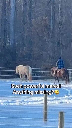 Powerful Mares in Action: A Joyful Day at the Farm