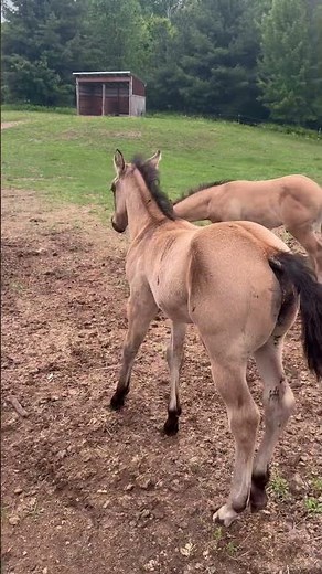 Baby horses playing