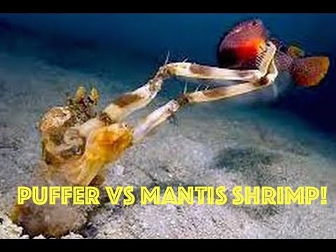 Puffer Fish vs Mantis Shrimp: Puffer Fish EXPLODES Underwater after ATTACK from Mantis Shrimp HD