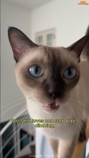 Why Is the Tonkinese Cat So Mischievous? 😼⚡