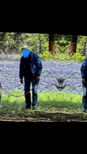 Flower’s hooman got admitted to a memory care facility and now she’s left wondering where her better half is. She needs someone to be with her all the time to let her know she’s not deserted. She’s 4 years old, spayed, UTD on vaccines. She’s amazing with dogs, cats, and children. Want to help mend her broken heart?#souldog #memory #memorycare #family #brokenheart #fyp