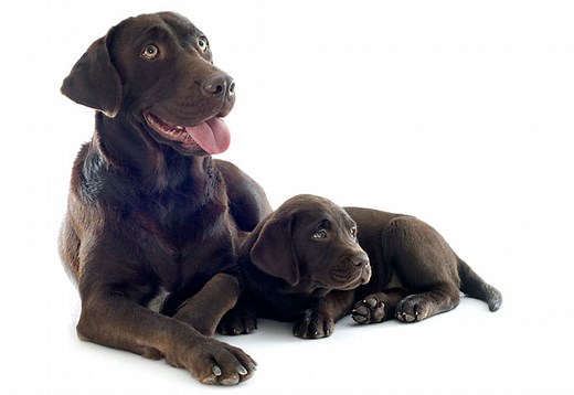 Lab Growth Chart: When do Labs stop growing? - K9 Web