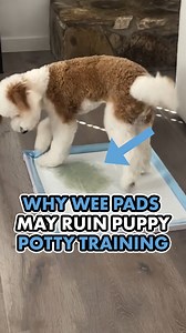 412K views · 6.1K reactions | What are your thoughts on wee wee...