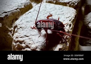 Detailed macro shot of a cockroach crawling on a rough textured surface, showing its antennae, spiny legs, and shiny body in natural lighting