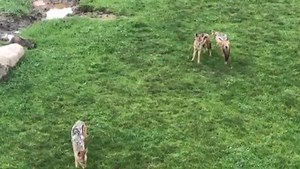 Happy International Harry Potter Day from black-backed jackals Sirius, Padfoot and Lupin!⚡️ Visit Heart of Africa’s watering hole for your chance to see this trio. Just like a watering hole in Africa, this area is always changing throughout the day so you never know who you're going to see! | Columbus Zoo and Aquarium