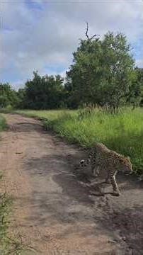 Leopard and her cub prowling. Una leoparda y su cachorro merodeando. #leopardconservation #wildlife