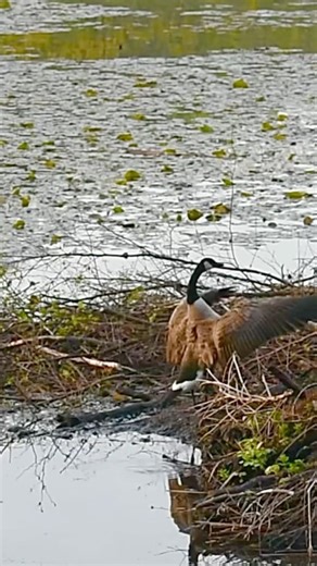 Canada goose flapping its wings