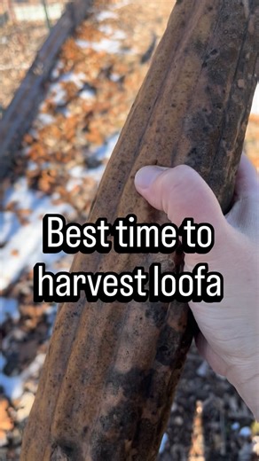 Kristin 👩🏻‍🌾 Suburban Homestead | Gardening, Cooking, DIY | Best time to harvest loofa depending on the skin 🧽🫧 The best time to harvest loofa is when it’s mature and mostly dried! I find that’s... | Instagram