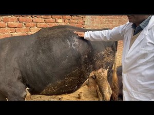 Impaction of rumen l Bloat l Acute tympany l Treatment of bloating in animals I gases in rumen l ...