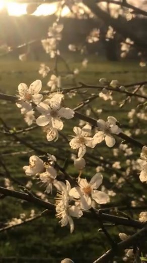 #FlowerBeauty #BloomingNature #FreshFlowers #ColorfulPetals #NatureLove #GardenVibes #FloralInspiration #BlossomLife #NaturalFragrance #SpringBlooms #PetalMagic #FlowerPower #SoftPetals #NatureTherapy #BloomWithGrace #BloomWhereYouArePlanted #SoulInNature #WildflowerLife #BeASunflower #StopAndSmellTheFlowers #BloomWithLove #PetalsOfPeace #HappinessBlooms #FloralInspiration #LiveAndBloom #RiseLikeFlowers #BeLikeAFlower #PetalStories #BeautyAndGrowth #StormsAndBlooms #LittleThingsBigJoy #BloomAgai