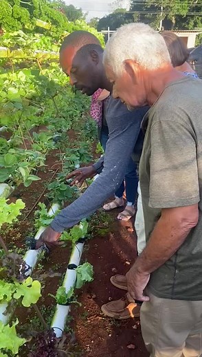 Improving lives empowering people #growyourownfood #hydroponics #jamaica #farming #garden #gardening #agriculture