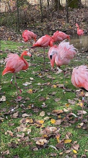 Flamingos Calling! #flamingo #birds #birdwatching #relaxing