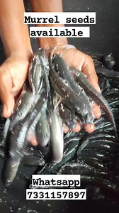 3.4K views · 81 shares | Murrel (varal)seeds fish farm kaikaluru Andhra Pradesh  We deliver the quality murrel seed all over India Vietnam (varal) murrel seed  All sizes available Low price  Fully feed converted seed  Call us for bookings  7331157897 Whatsapp  https://wa.link/0xan0v | Murrel seeds kolleru Hatchery | Facebook