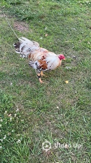 Chickens LOVE fruit 🐓#chicken #feeding #fruits #farmlife