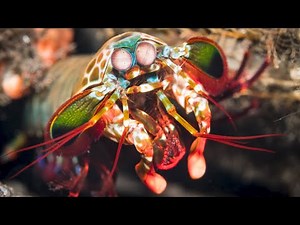 Mantis Shrimp’s Powerful Clubs Protected by Impact-Resistant Nanoparticle Coating