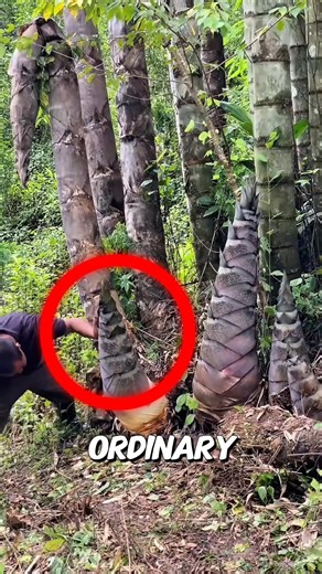 This Bamboo Is Toxic Until Cooked Properly