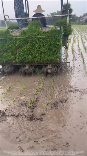 Precision in Mud: The High-Speed Physics of Rice Transplanters