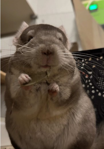 ШИНШИЛИНА МАМА на TikTok