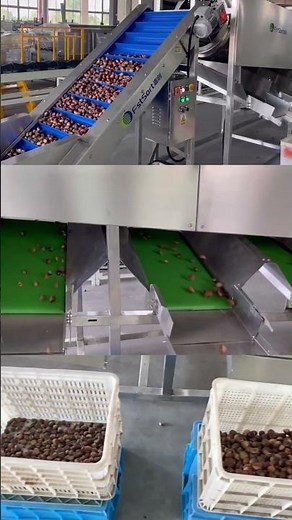 Chestnut grading machine macadamia nut size sorting machine nut processing line grader sorter