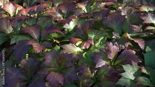 Rodgersia podophylla plant specimens with beautiful textured leaves ranging from green to burgundy-red growing in the garden. Those are some of the exotic decorative garden plant varieties.