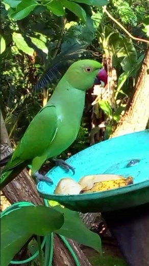 Rose-Ringed Parakeet Eating Banana | Wild Parrot Feeding in Tropical Forest - Short