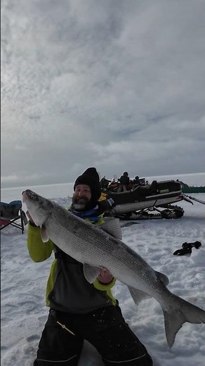 This Fish Fights Like a Tarpon… But Lives in the Arctic 😳