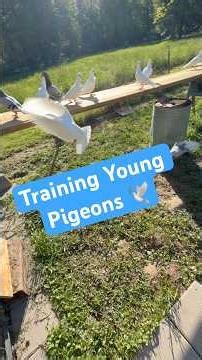 Pigeon Young Bird Training #pigeons #pigeon101