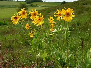 Arnica - Alchetron, The Free Social Encyclopedia