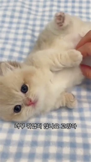 세상에서 가장 귀여운 아기 고양이