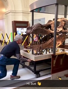 Apparently Bill Simpson, longtime Collections Manager of fossil vertebrates at the Field Museum in Chicago, is retiring—after 46 years! Bill has always been so helpful and friendly with all my visits & loans, including pulling the skull of SUE the T. rex out for study (multiple times over the years!). For many of us, FMNH VP = Bill! Happy Retirement, Bill! 🎥: Emily Caggiano Rieff #FossilFriday | WitmerLab at Ohio University