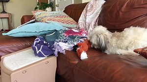 1.1K views · 288 reactions | The pets just received a wonderful Easter surprise! Thanks so much to Laurie Levchenko for sending sweet gifts to Lily, Noel, Gigi and Deuce!! ❤️❤️ | Noel the Bipawd Shorkie | Facebook