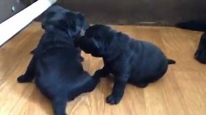 Playtime for the Eden pups!! :) (I love that you can see mama's tail in the corner!) | Endless Mt. Labradors