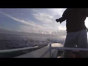Easy catch SkipJack Tuna Fishing // Trolling 🐠