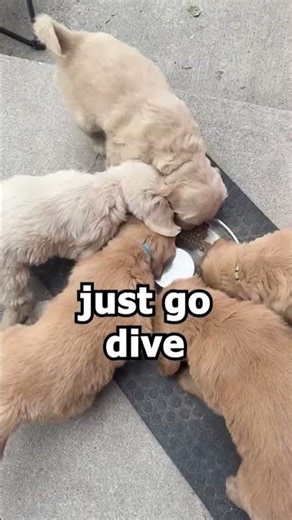 Dogs and cats process substances very differently than humans.