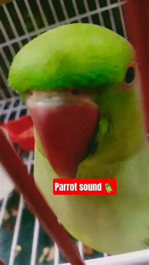 Parrot talking Green parrot talking #viralyoutubeshorts#parrot #parrot #parrotsounds #parrottalking🦜