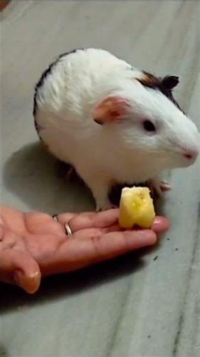 Weekly squeak our loudest guinea pig ever❤️ #guineapighome #viral #comedy #funny #fyp #shorts