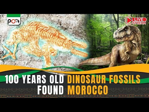 100 Years Old Dinosaur Fossils Found Morocco