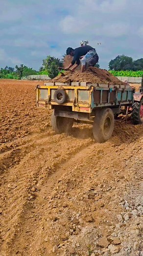 Well come seeds naukala bija 1 Tina 550 rate | Vinaygowda Vini