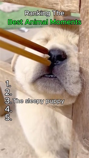 Ranking the BEST animal moments 🤩 #funny #animals #funnyanimals