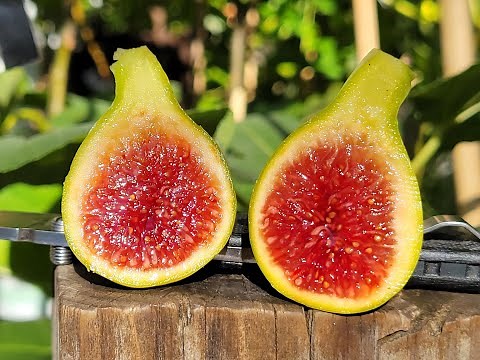 Belvedere and Moro di Caneva Fig tasting! Delicious