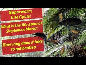 Superworm Life Cycle - How long does it take for superworms to grow - Superworm Life Span