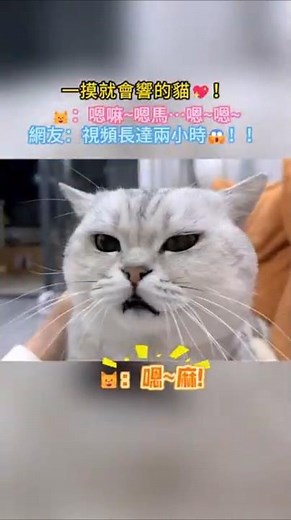 A cat that makes a sound when you touch it! 💖 🐱: Mmm~ Mmm... Mmm~ Mmm~ ✨💖✨ Netizens: How come the...